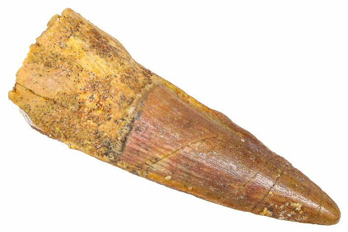 Fossil Spinosaurus Tooth - Real Dinosaur Tooth #382333